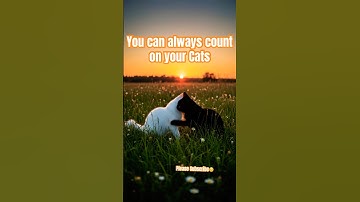 You can count on me lyrics #cat #lyrics #cats #friendship #music #shorts