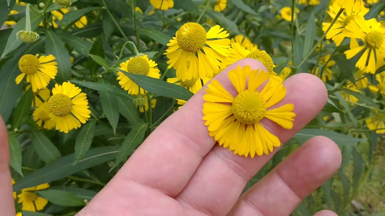 Common Sneezeweed (Helenium autumnale) - YouTube