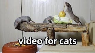 Cat TVRats in The Jerry Mouse HoleVideo for Cats to Watch