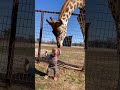 Cute giraffe gives baby smooches