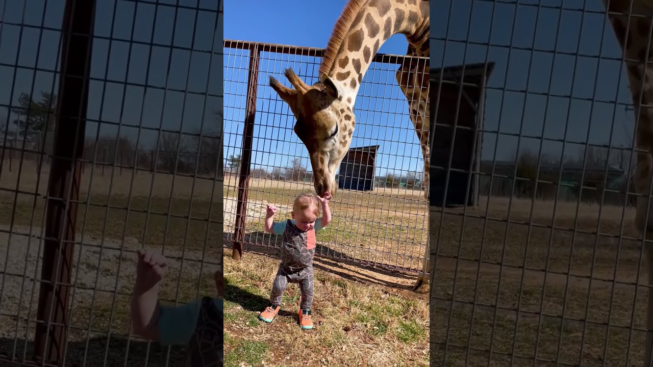 Cute Giraffe Gives Baby Smooches 