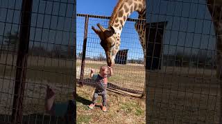 Cute Giraffe Gives Baby Smooches! screenshot 1