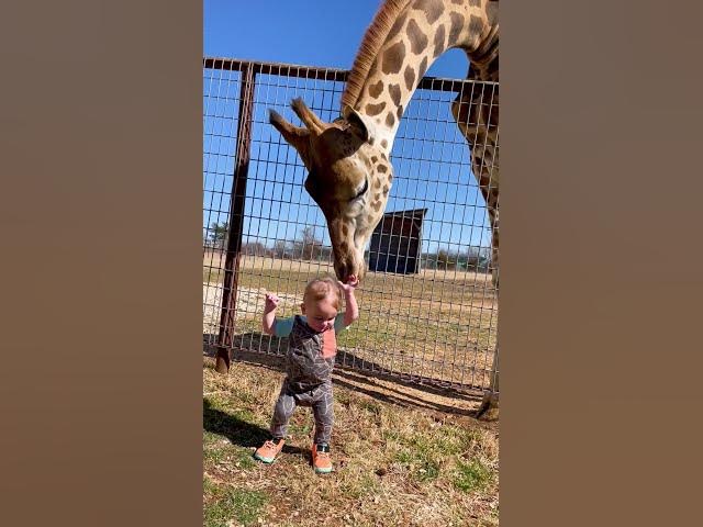 Cute Giraffe Gives Baby Smooches!