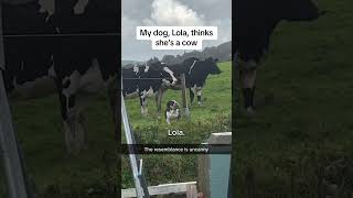 Dogs have their own ideas #dog #funny#fyp #foryou #happy #funnydogs #cute #prank