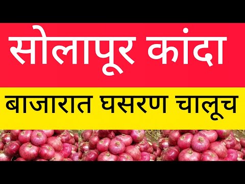 आजचे सोलापूर कांदा मार्केट/Solapur kanda market today. 8/10/2026