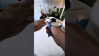 Letting my succulents pick their own pots! #succulents #pot #plantparent #plantslover #shorts