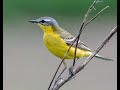 Yellow Wagtail 1h Bird Sound