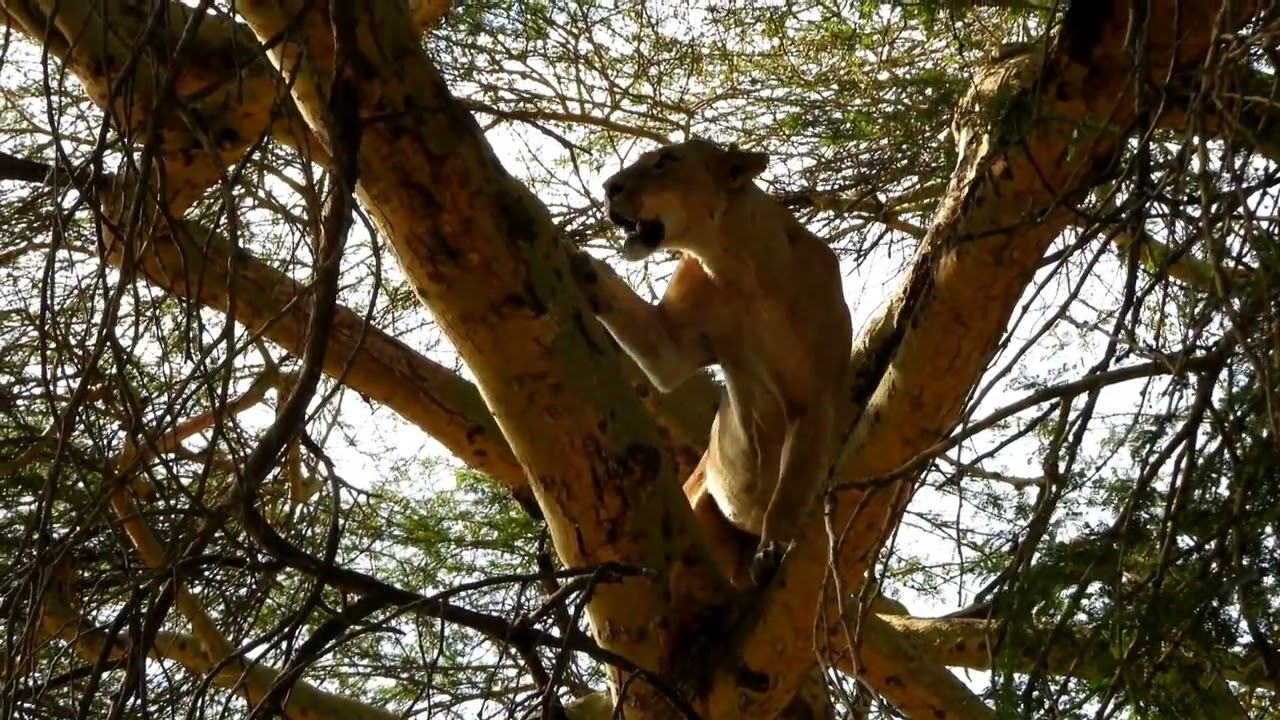 Lioness climbing a tree