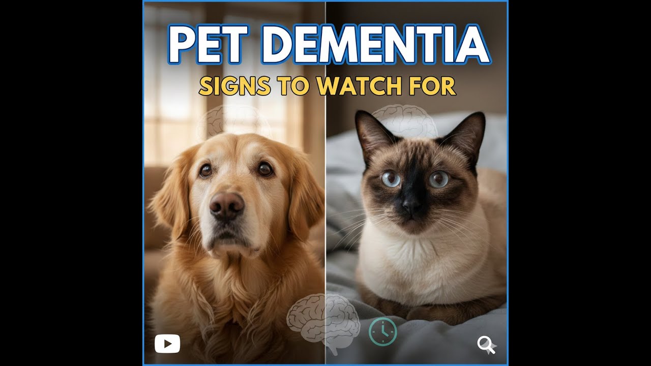 Recognizing Pet Dementia Signs