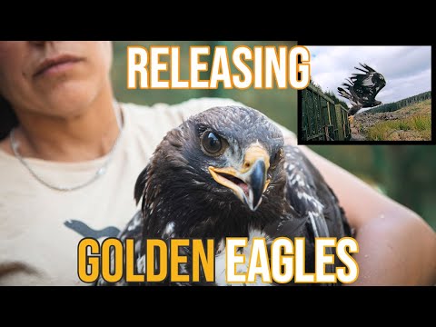Releasing golden eagles - South of Scotland golden eagle project, part 2