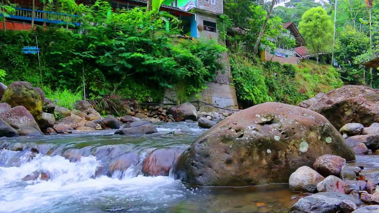 Peaceful Forest Morning  Flowing River & Birds ASMR 🌅🕊️