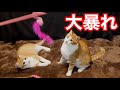 大好きなおもちゃで大暴れする双子猫がこちら