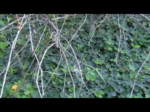 Scrub Jay Chick Leaves Nest - epic relocation trek! 5-10-2015 (15 clips) V18578