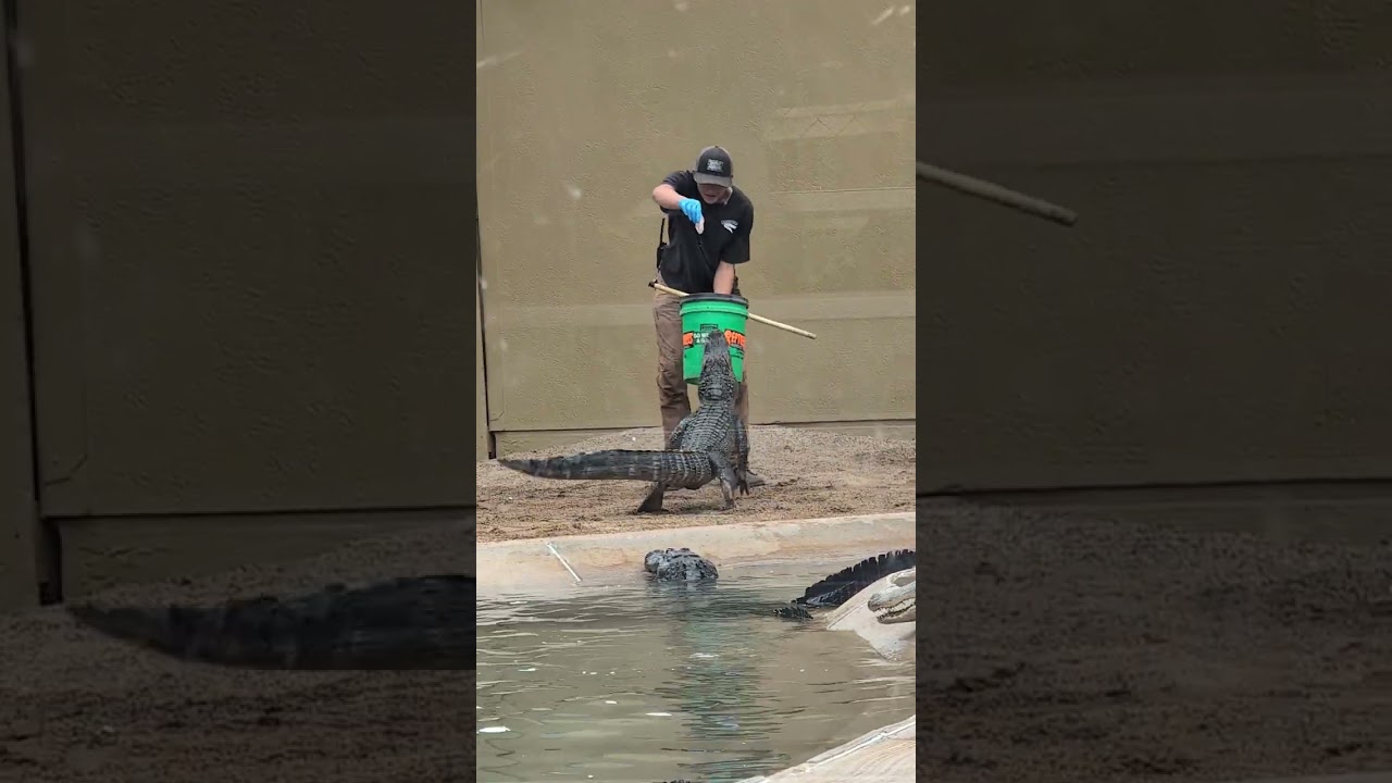 Alligator show at Reptile Garden in Rapid City. 