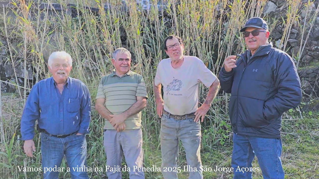 Vamos podar a vinha na Fajã da Penedia 2025 Ilha São Jorge Açores