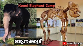 ആനയുടെ അസ്ഥികൂടം കണ്ടിട്ടുണ്ടോ ❓❗😳| Konni Elephant Training camp | Adavi Ecotourism | Malayalam vlog