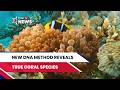 New DNA Method Reveals True Coral Species