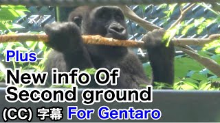 New info of the second ground! Minigorilla eats up the bark at any cost. KintaroMomotaro family