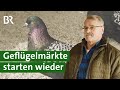 Taubenzucht: Geflügelmärkte und Wettbewerbe starten wieder | Tauben Doku | Unser Land | BR