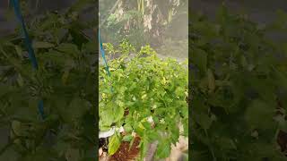 cabe Rawit #hidroponik #dft #kapiler