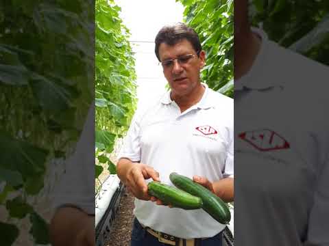 Vídeo: As melhores variedades de pepinos para estufas de policarbonato