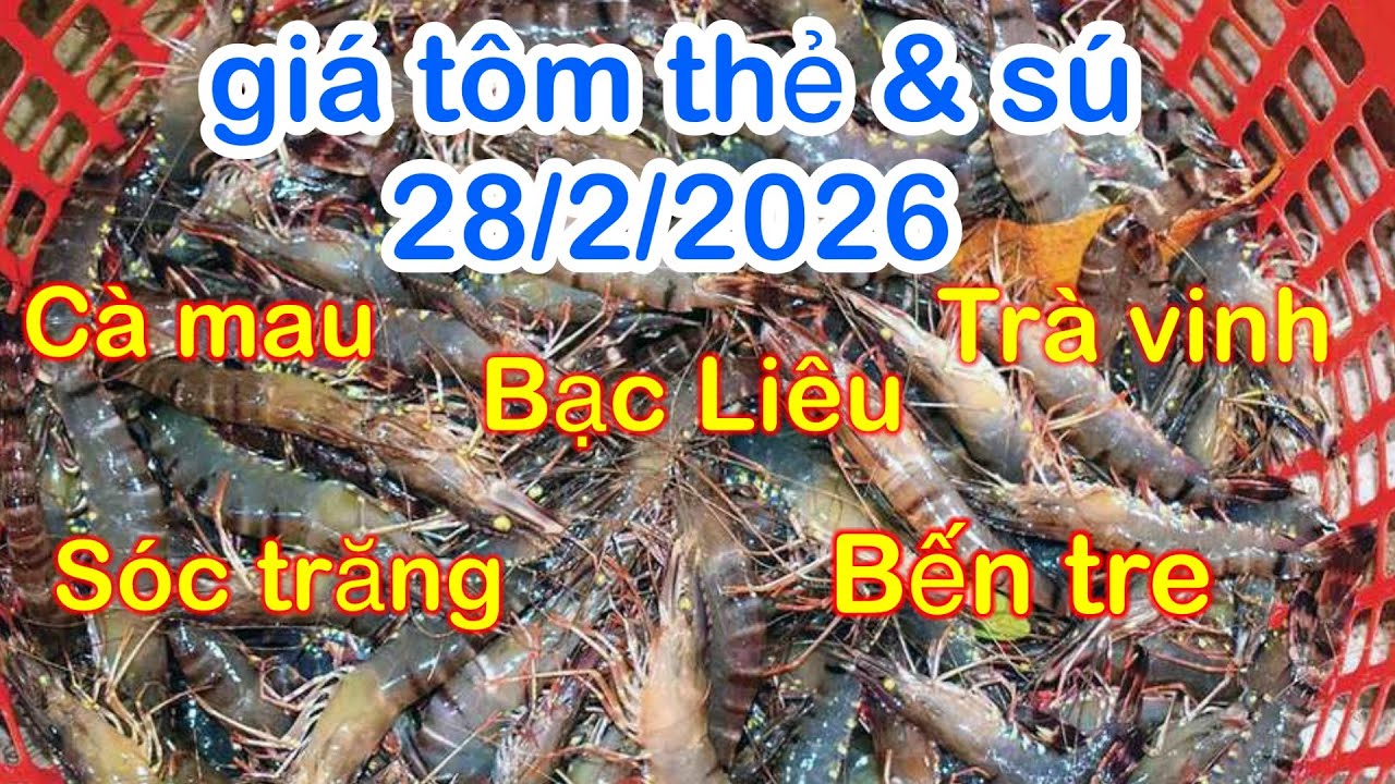 Giá tôm 28/2/2026 | Giá tôm thẻ & sú oxy | Giá tôm thẻ 100con hôm nay