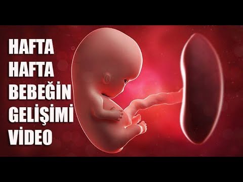 Video: Fetusun pozisyonu nedir?