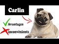 Carlin avantages et inconvnients  le carlin le mal et le bien de la race