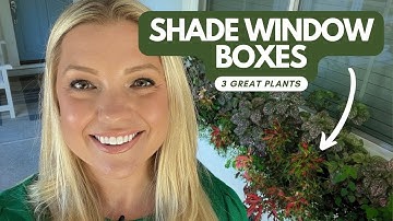 3 Great Plants for Shade Window Boxes!⛅🌿