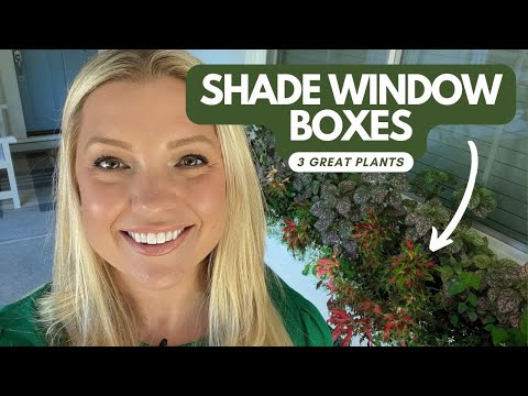 3 Great Plants for Shade Window Boxes