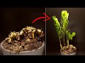 ZZ plant (Zamioculcas) - time lapse - 120 days #greentimelapse #gtl #timelapse