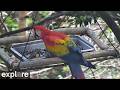 LIVE Wild Scarlet Macaws: Lower Feeder Cam - Costa Rica | explore.org