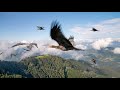 Endangered Birds Learn To Fly | Planet Earth III | BBC Earth