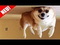 Versuche nicht zu Lachen oder zu Grinsen ! 2018 [ Lustige Hunde &amp; Katzen ] Mp3 Song