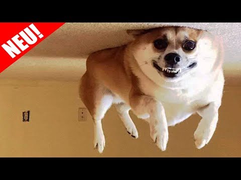 Video: Unglaublich witzig Fotos des Moments, den ein Hund versucht, eine Festlichkeit zu fangen, lässt Sie Lachen-Schrei machen