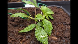 Grow Journal: BLACKBERRY MOONROCKS Indoor | Vegetative Week 1