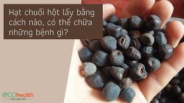 Hạt chuối hột lấy bằng cách nào, có thể chữa những bệnh gì?
