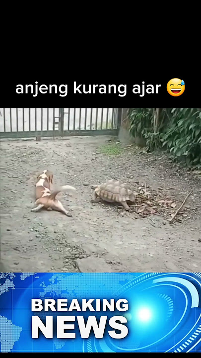 anjing kura kura lucu || dog turtle funny videos #funny #trending