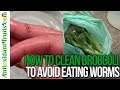 How to Clean Broccoli 🥦 to Avoid Eating Worms 🐛
