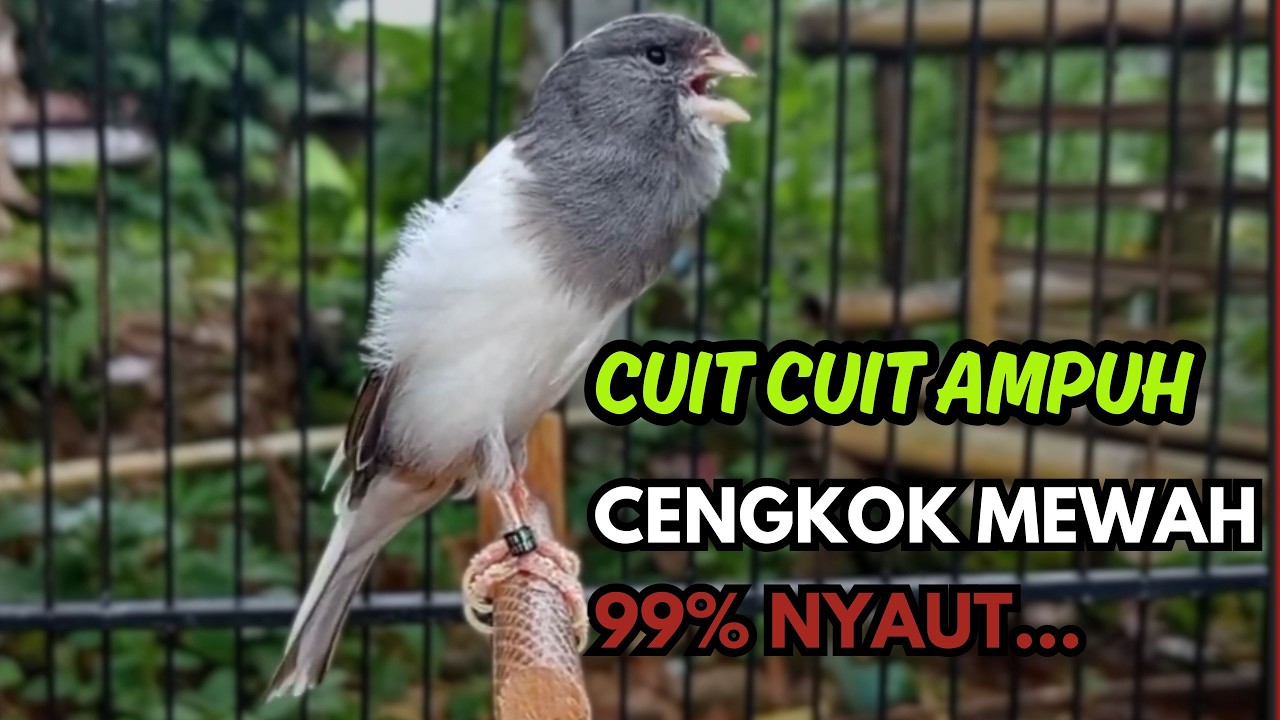 KENARI GACOR  Cuit CUIT BIRAHI SUARA Kenari MASTERAN TERBAIK UNTUK PANCINGAN & MASTERAN Kenari PAUD