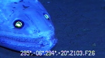 9 Strange Deep Ocean Creatures Found by Japan