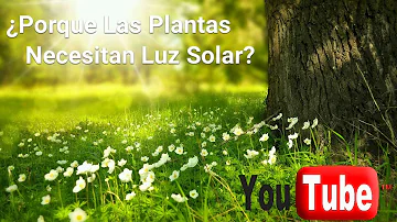 ¿Cómo saber si las plantas no reciben suficiente luz solar?