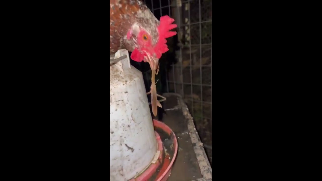 Preying Mantis Vs Chicken