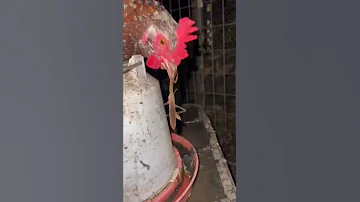 Preying Mantis Vs. Chicken