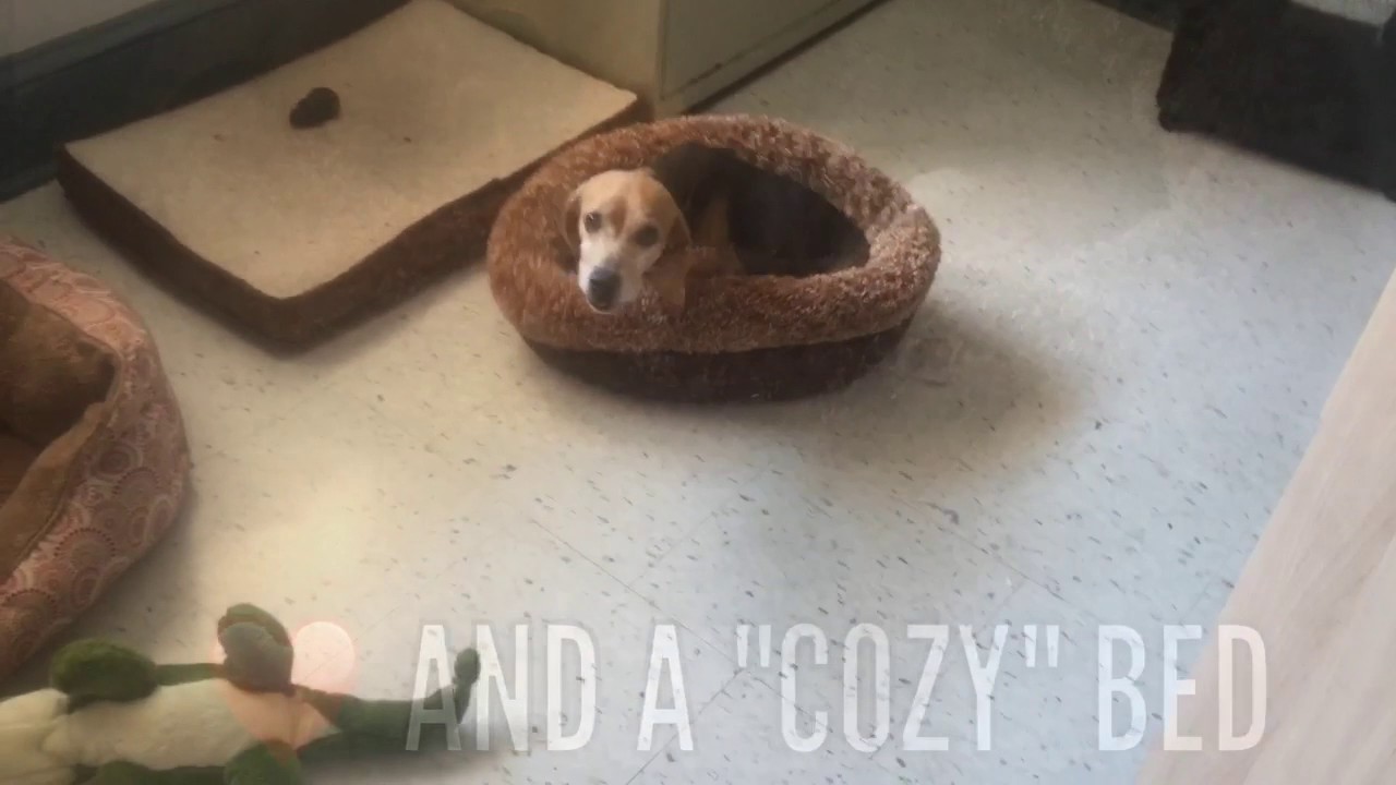 Cozy - YouTube