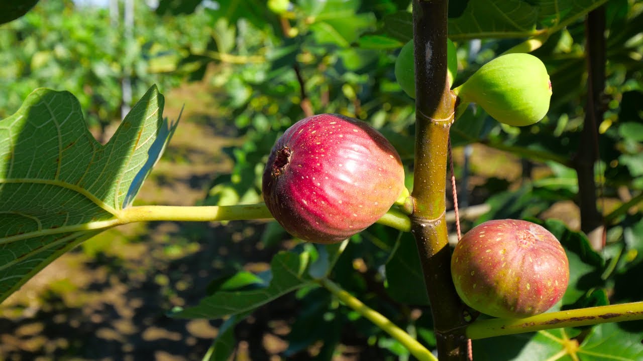 Так выглядит фиговое поле в сентябре