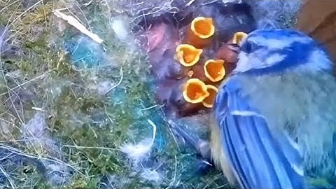 Bird hatching and brooding (HD) episode 1