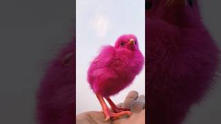 Pink chicken baby ✨🩷 🐥 #chicks #foryou #shortvideo