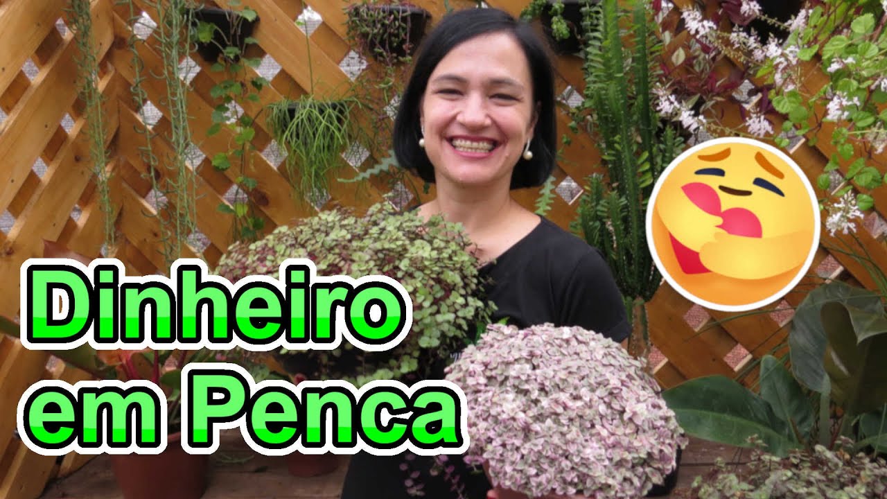 Suculenta Dinheiro em Penca! Conheça a Callisia repens!