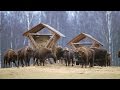 Зубры. Ноябрь. Подкормка. Bisons. November. Feeding.